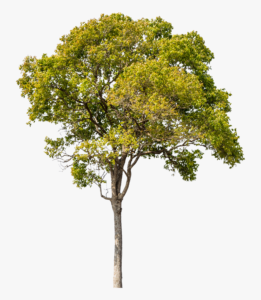 E Prepare-se Para Elevar Suas Emoções - Tree Png For Architect, Transparent Png