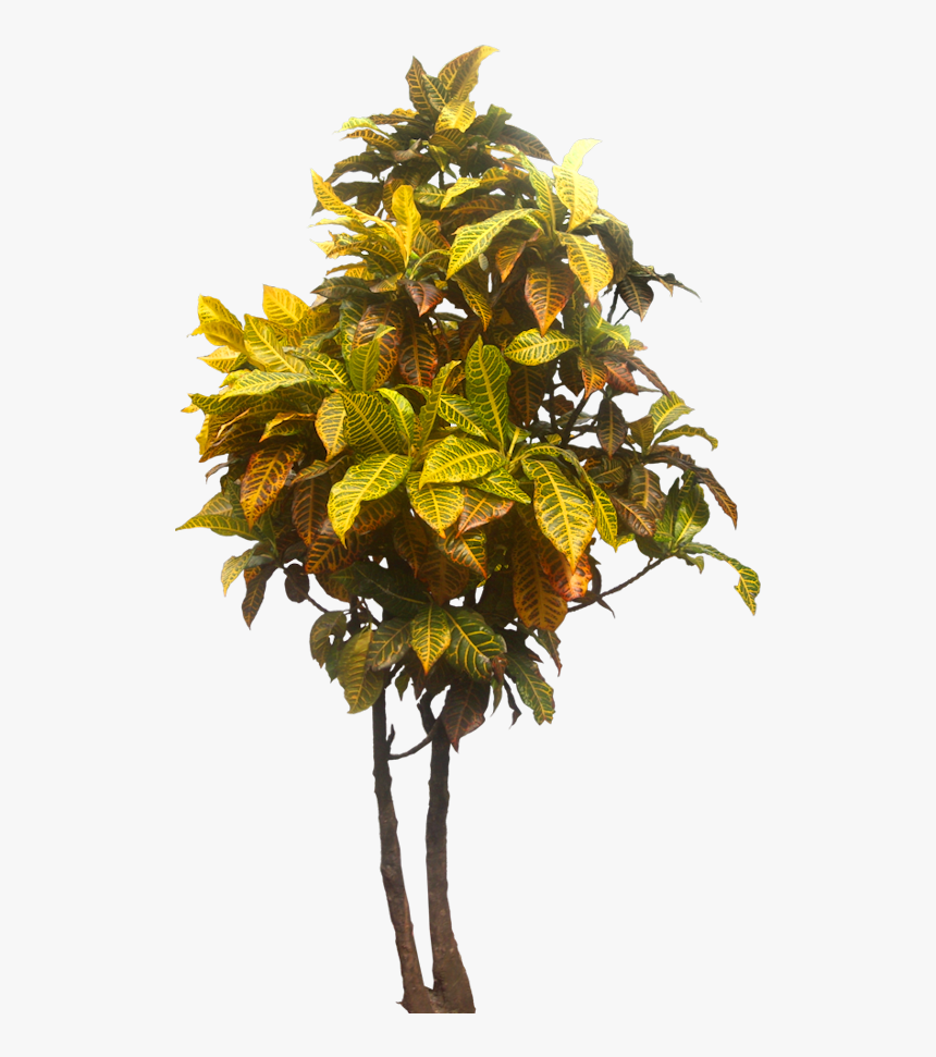 Tropical Garden Tropical Tree Png, Transparent Png