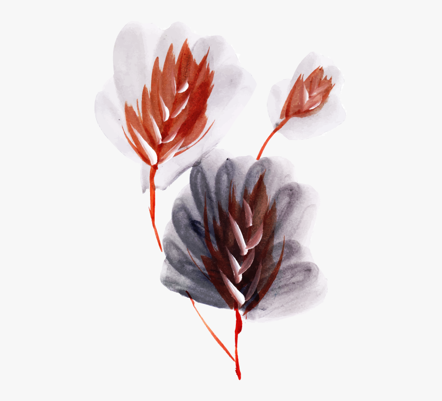 Protea, HD Png Download