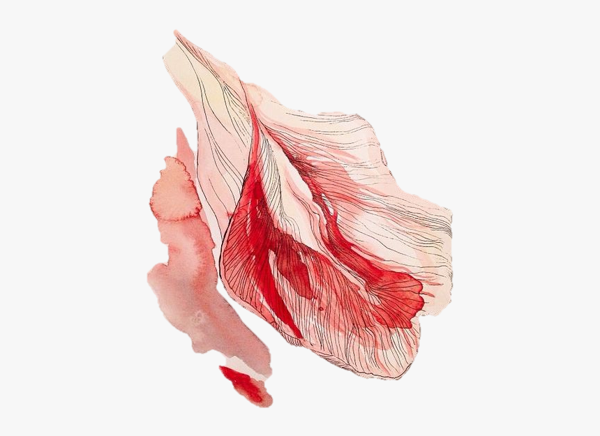 Sketch, HD Png Download