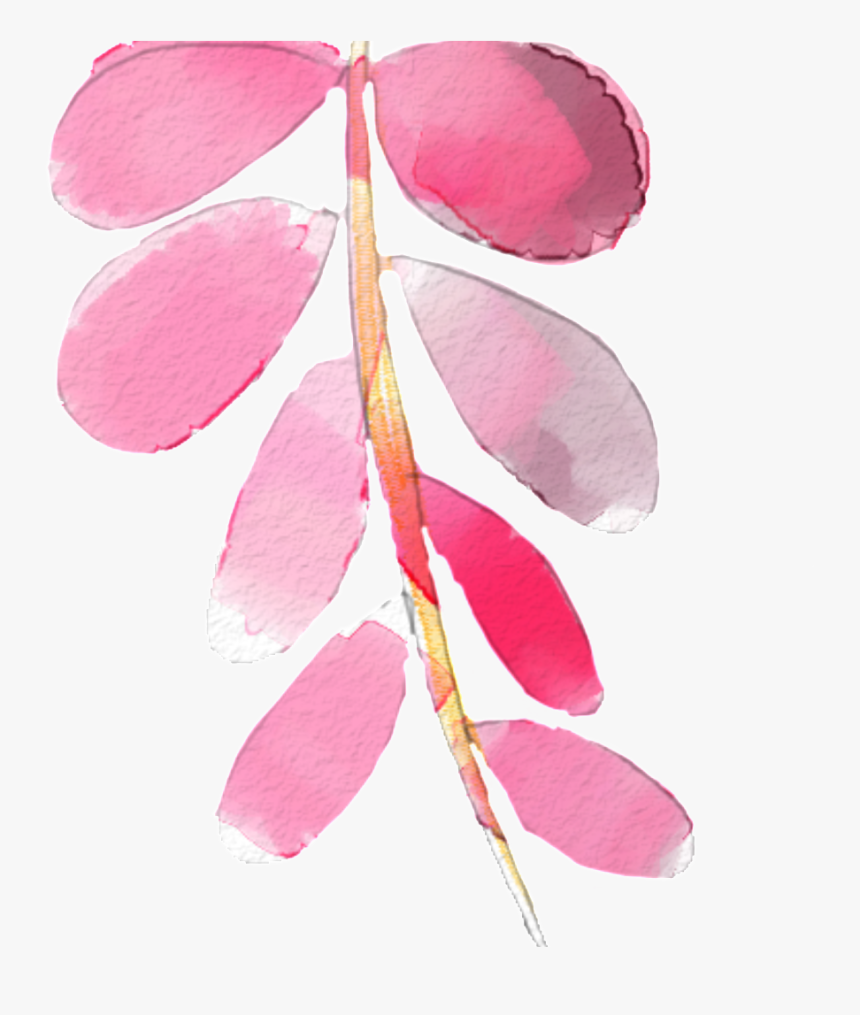 Feathers Png, Transparent Png