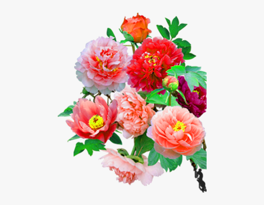 Common Peony, HD Png Download