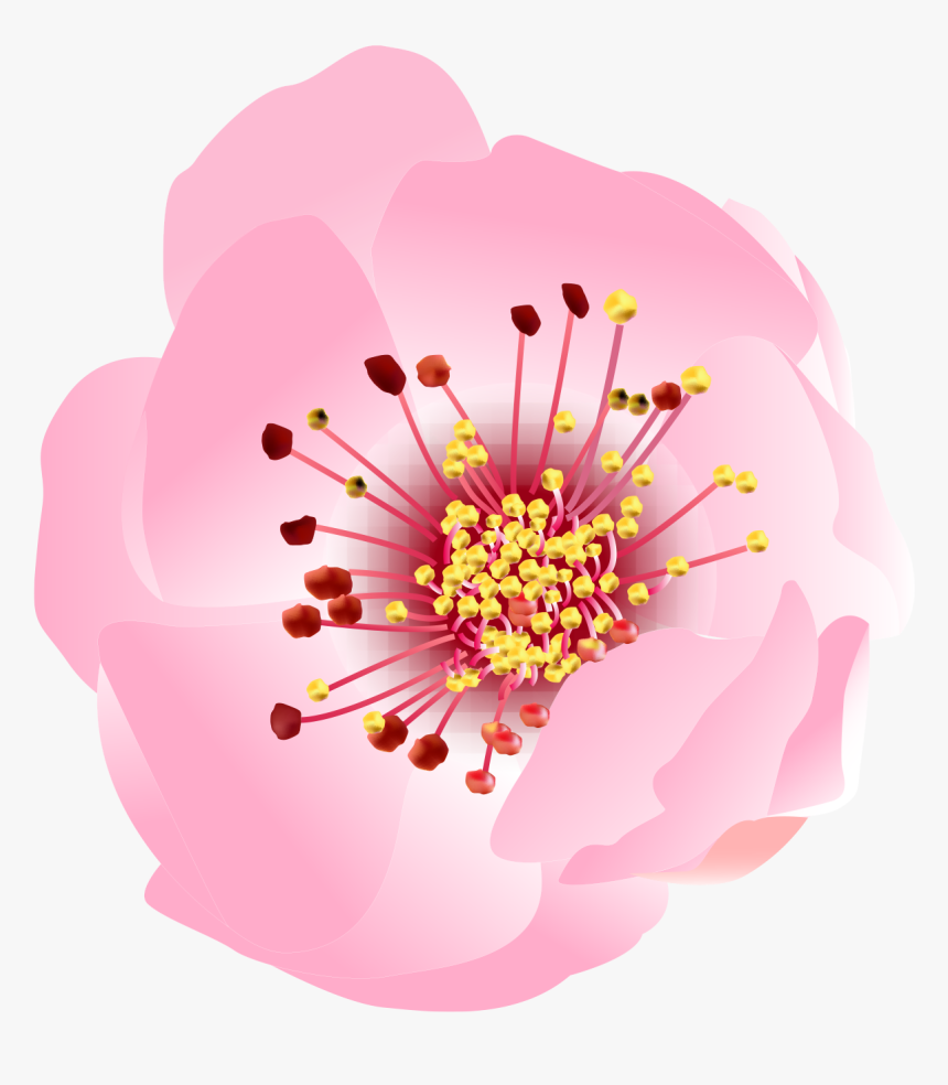 Ai桃花制作 构成二维设计 - Common Zinnia, HD Png Download