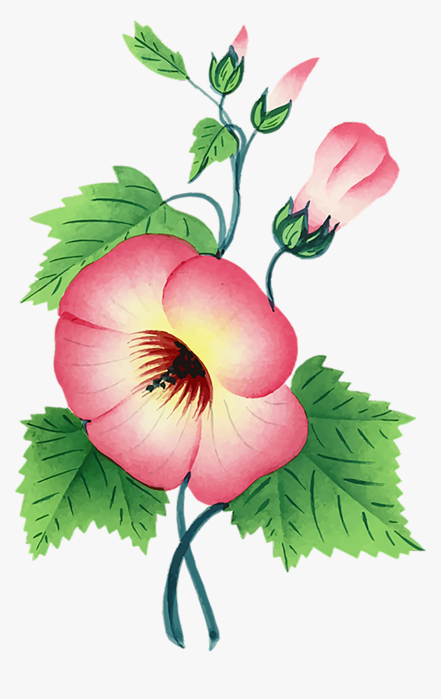 手绘红色粉色牵牛花喇叭花 One Stem Flower Png Transparent Png Transparent Png Image Pngitem