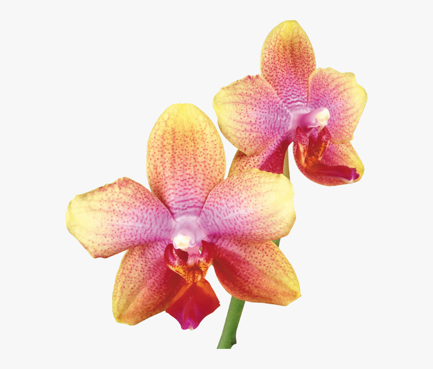 Pink Yellow Orchid, HD Png Download