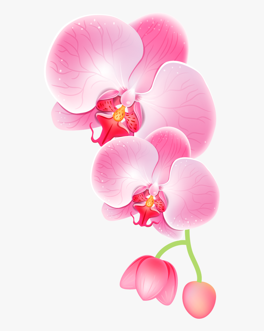 手绘精美兰花图片 - Orchid Clipart, HD Png Download
