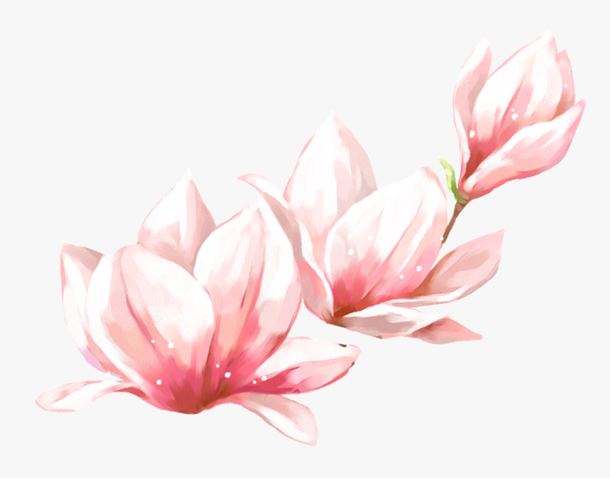 春天手绘粉色玉兰花图片 - 白 玉兰 国画 高清, HD Png Download