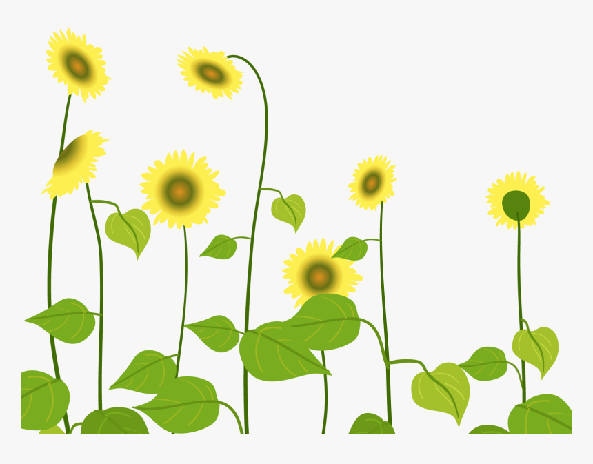 卡通太阳花图片 - Sunflower, HD Png Download