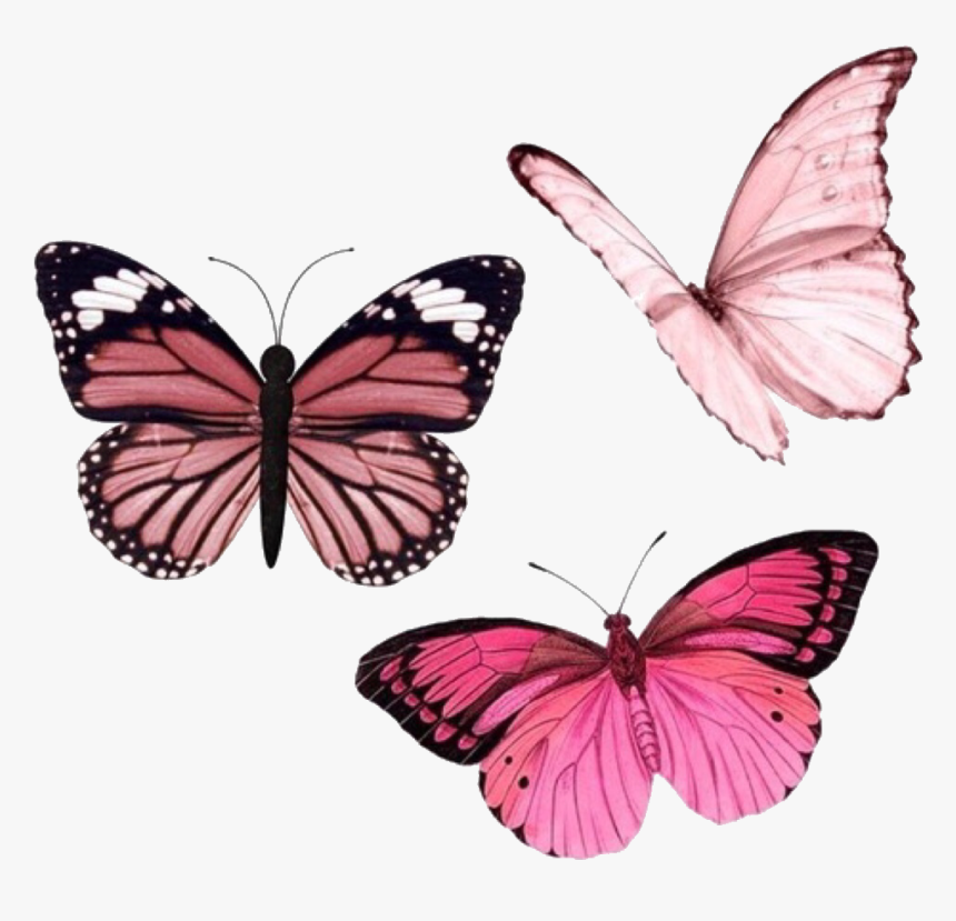 Monarch Butterfly Png, Transparent Png