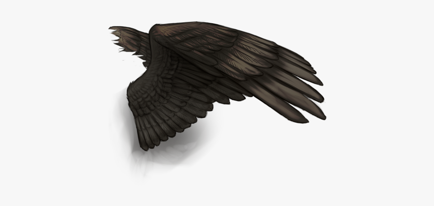 Turkey Vulture, HD Png Download