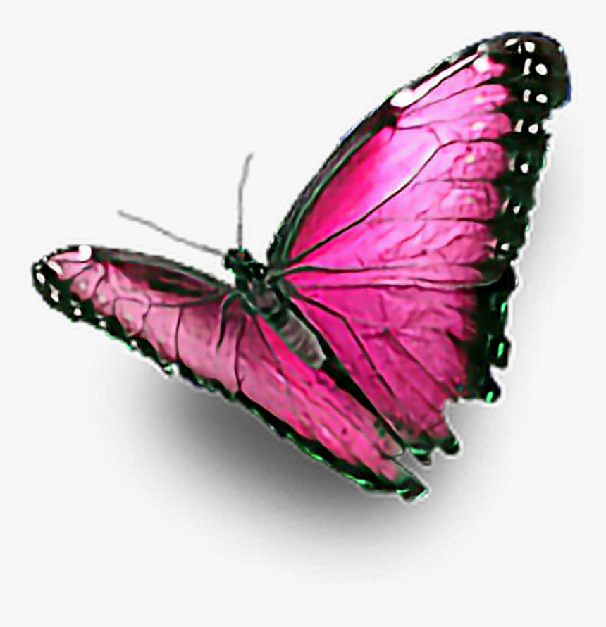 #pink #butterfly #ftestickers - Colourful Butterfly Hd Png, Transparent Png