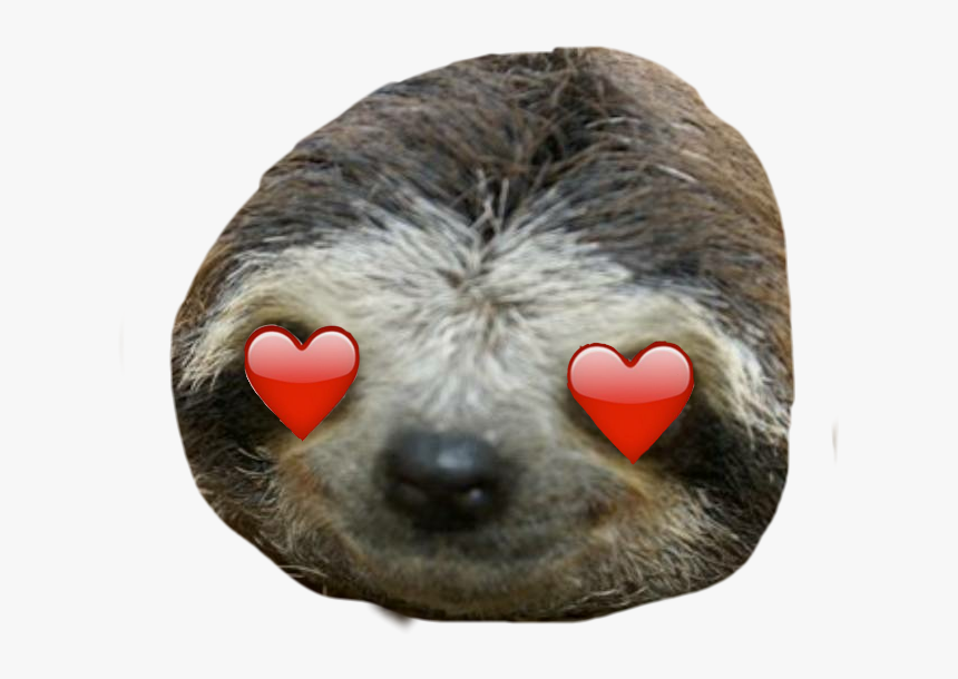 Sloth, HD Png Download