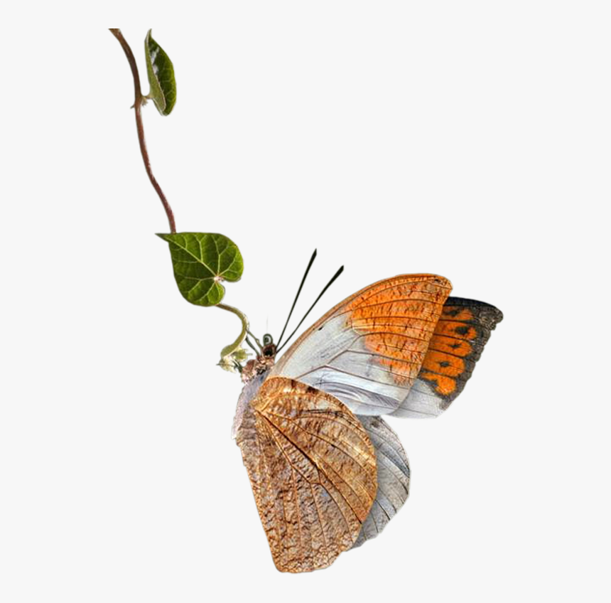 Clipart Flowers And Butterflies Png, Transparent Png