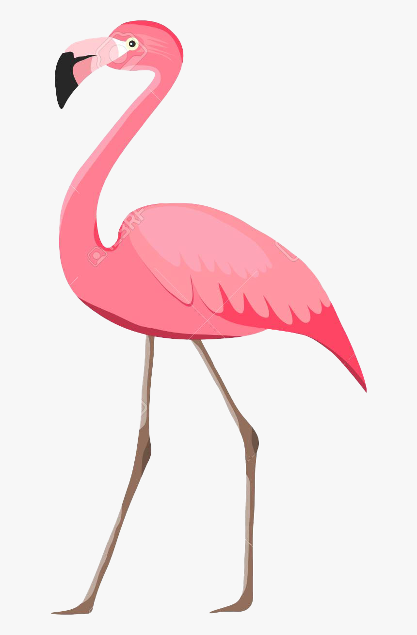 Flamingo Png Pic Background - Flamingo Imagenes, Transparent Png