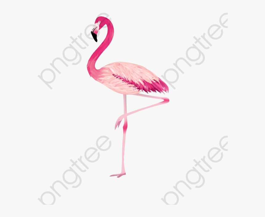 Flamingo Png Cool Category - Greater Flamingo, Transparent Png