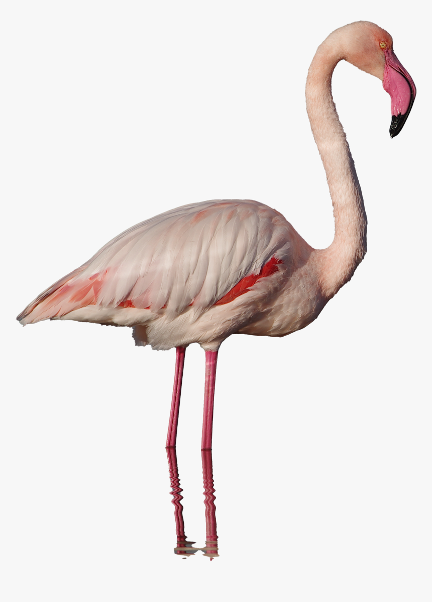 Flamingo Png Background - Flamingo Png, Transparent Png