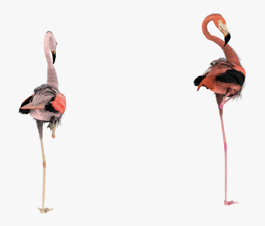 Deviantart - Greater Flamingo, HD Png Download