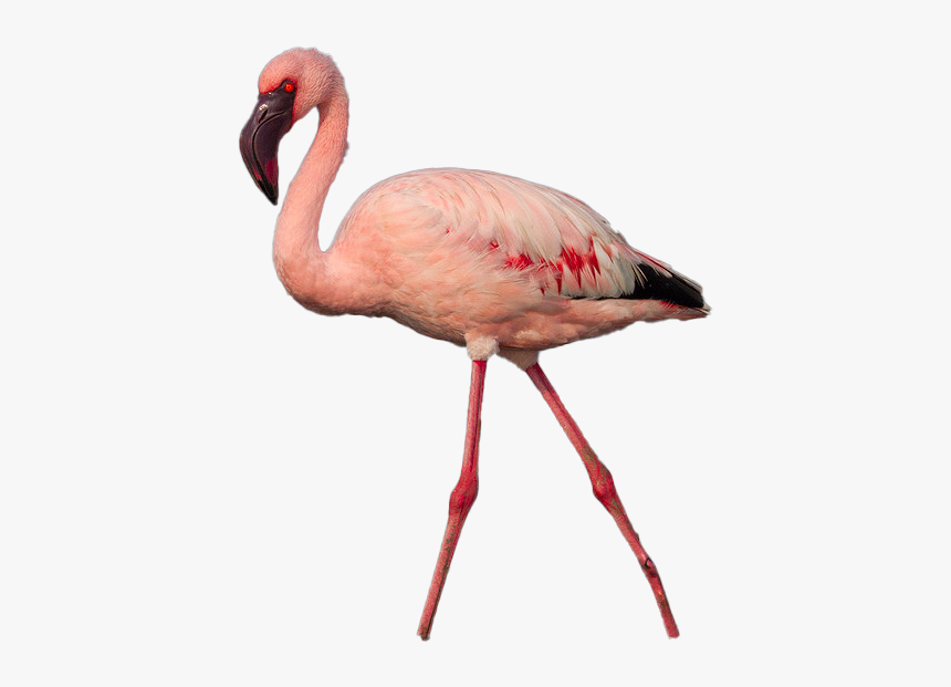 Flamingo Png Photo Image - Greater Flamingo, Transparent Png