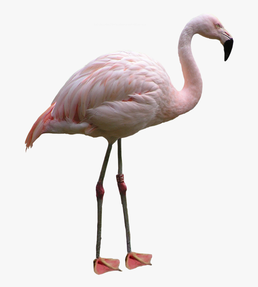 White Flamingo Png, Transparent Png