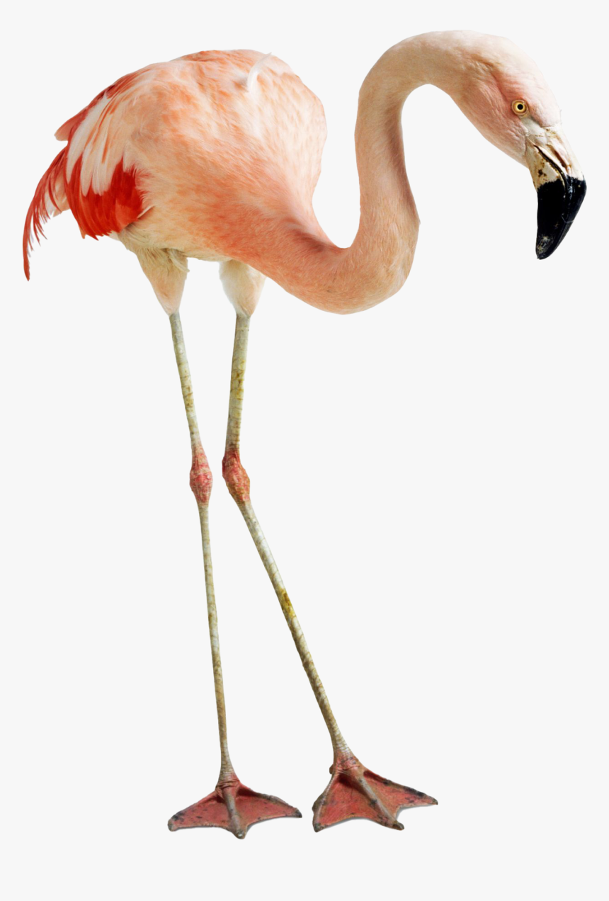 Flamingo Png Photos - Feet And Beak Of Flamingo, Transparent Png