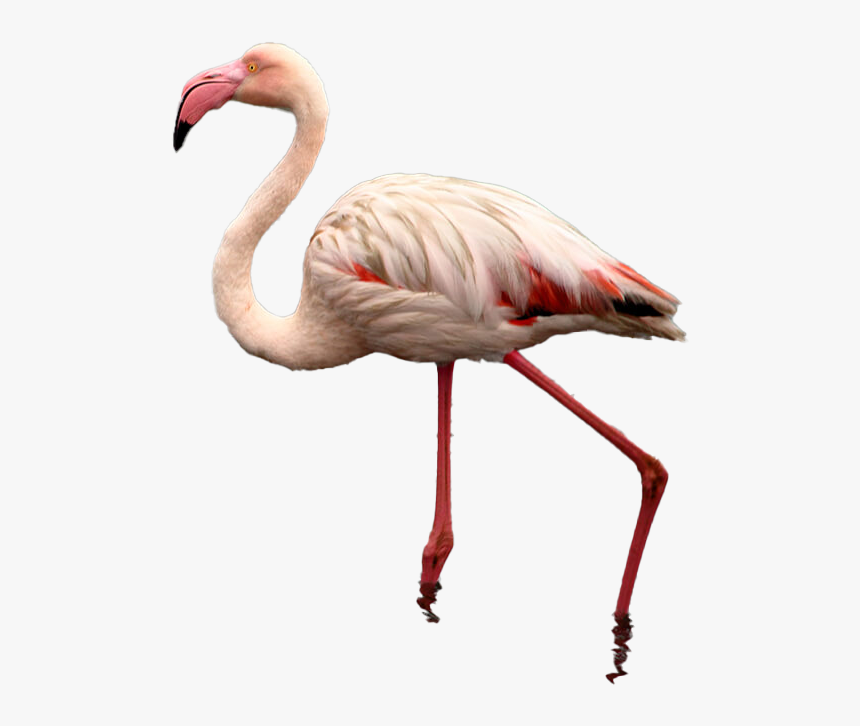Flamingo Free Png - Greater Flamingo, Transparent Png
