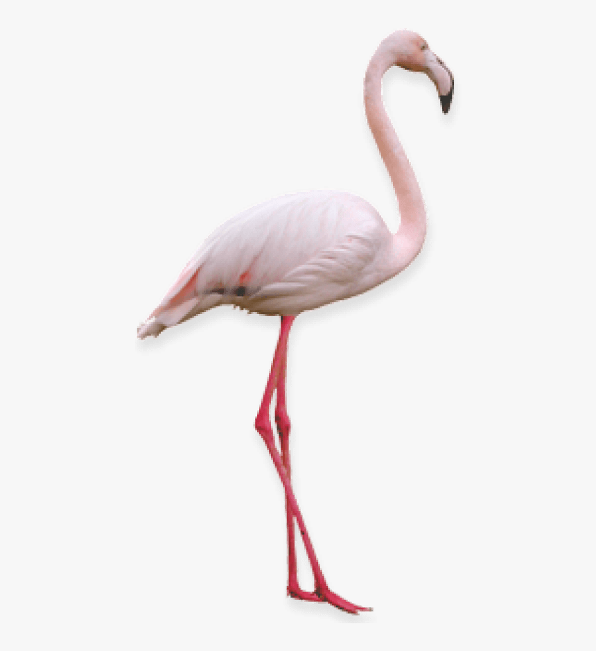 Free Png Flamingo Png Images Transparent - Transparent Background Flamingo, Png Download