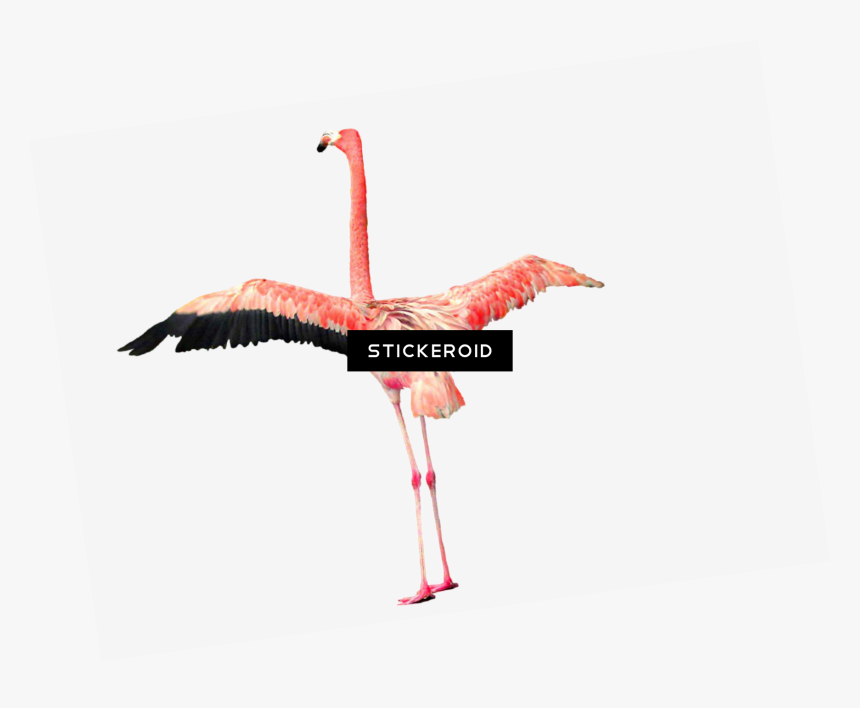 Greater Flamingo , Png Download - Greater Flamingo, Transparent Png