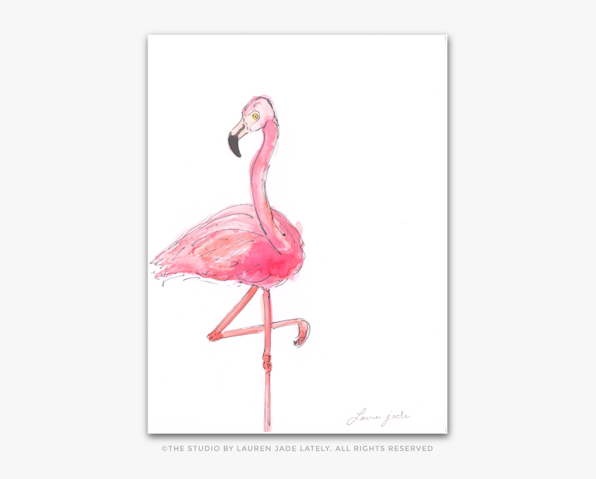 Greater Flamingo, HD Png Download