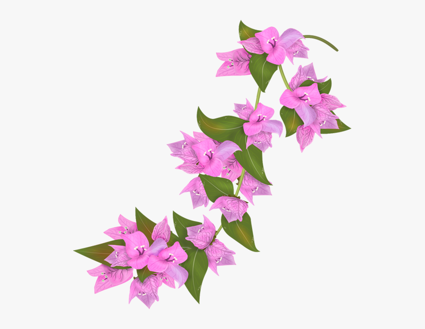 Bougainvillea Flower Png, Transparent Png