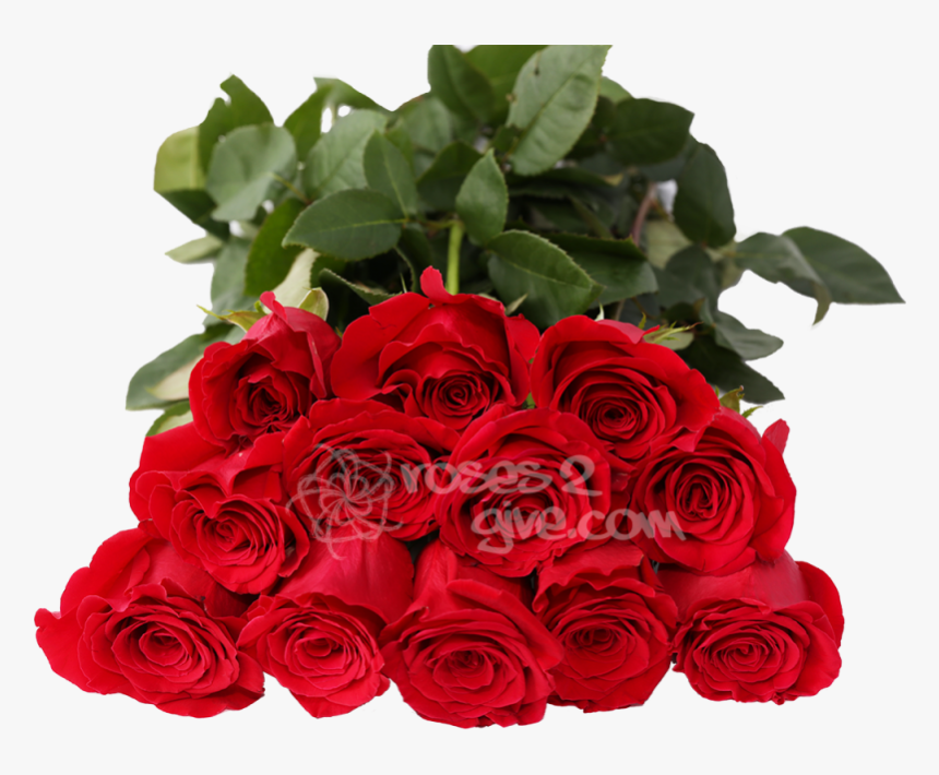 Floribunda, HD Png Download