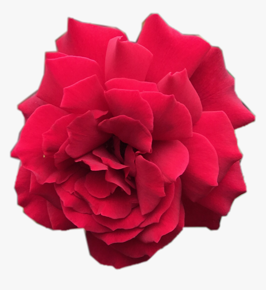 #flowers #rosechallenge 
#scrose #rose #red #flower - Carnation, HD Png Download