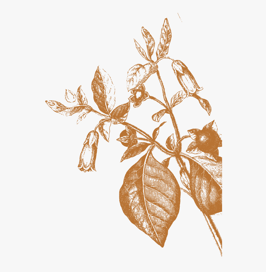 Beneath Text Quote - Twig, HD Png Download