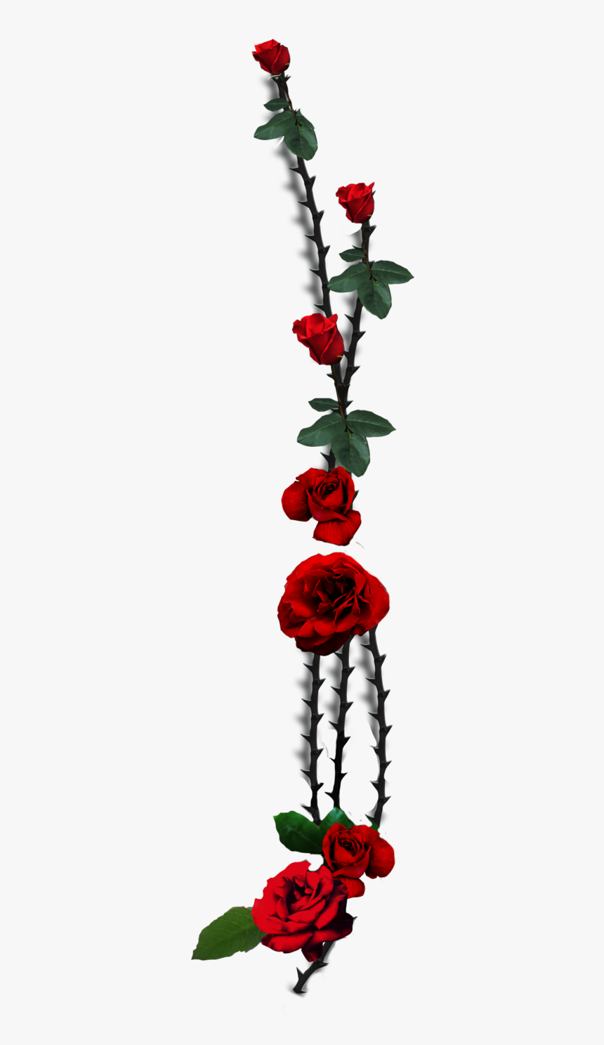 Garden Roses Thorns, Spines, And Prickles Plant Stem Transparent Rose