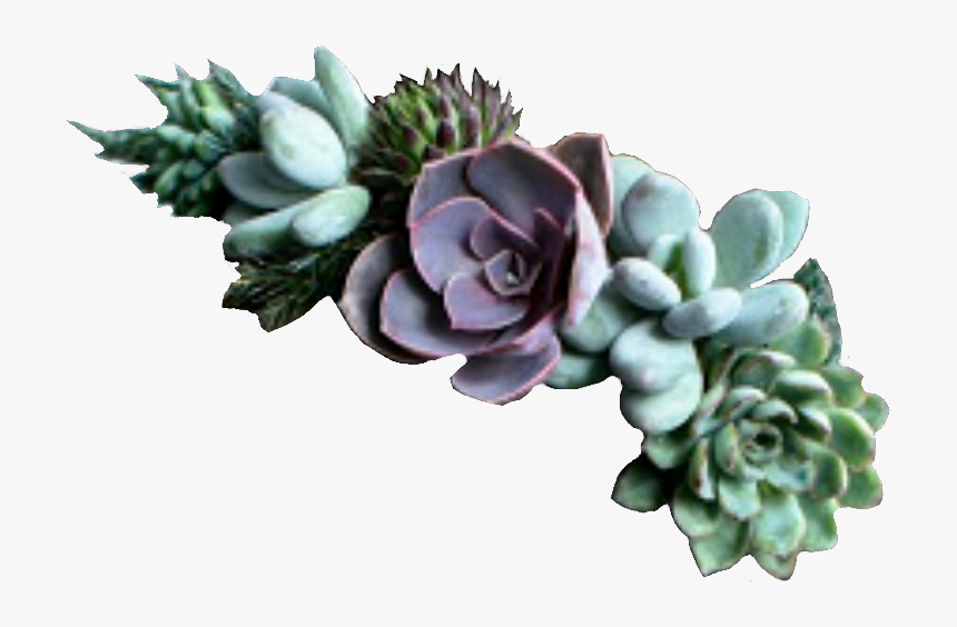 Succulents Flowercrown Green Plants - Succulent Jewelry, HD Png Download