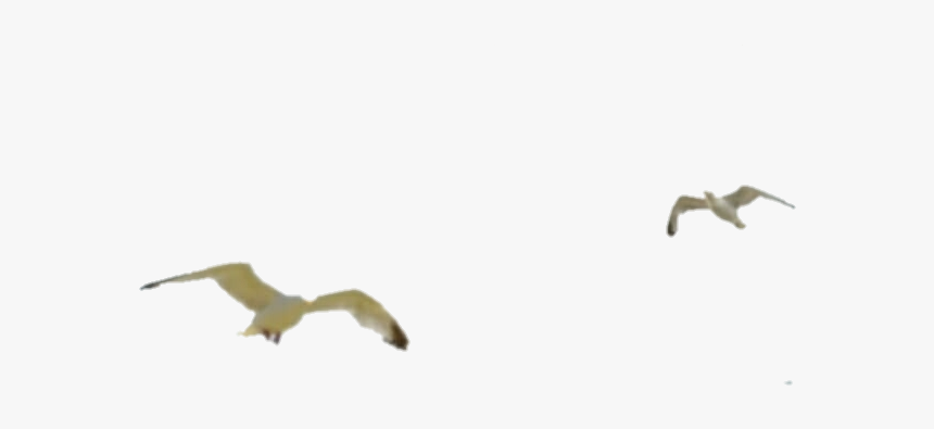 Buzzard, HD Png Download
