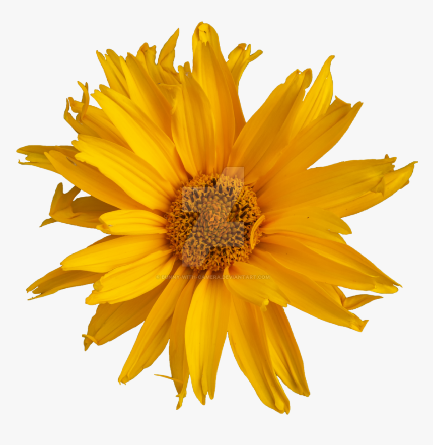 Yellow Flower Png - Sunflower, Transparent Png