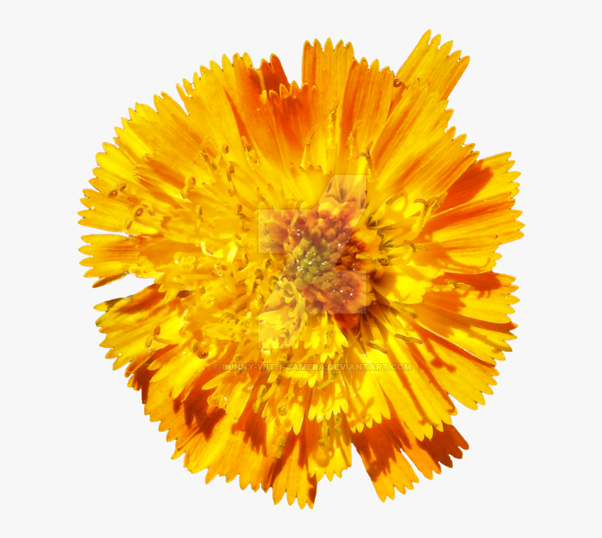 Orange Flower Png - Dandelion, Transparent Png