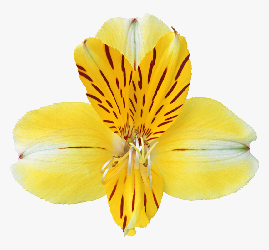 Svg Download - Orchids, HD Png Download