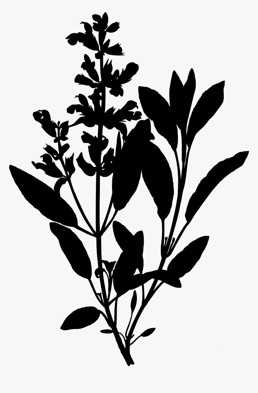Clipart - Sage Botanical Illustration, HD Png Download