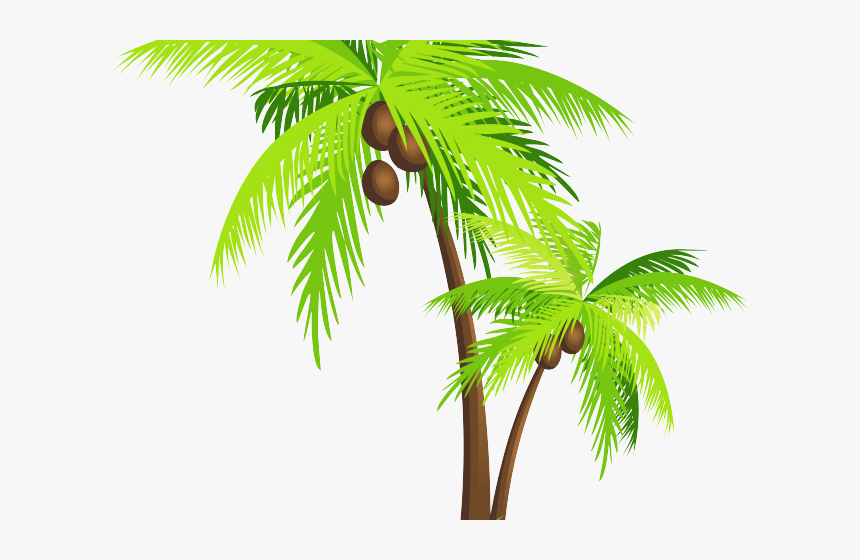 Transparent Coconut Tree Vector, HD Png Download