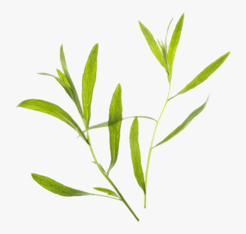 Tarragon Png, Transparent Png