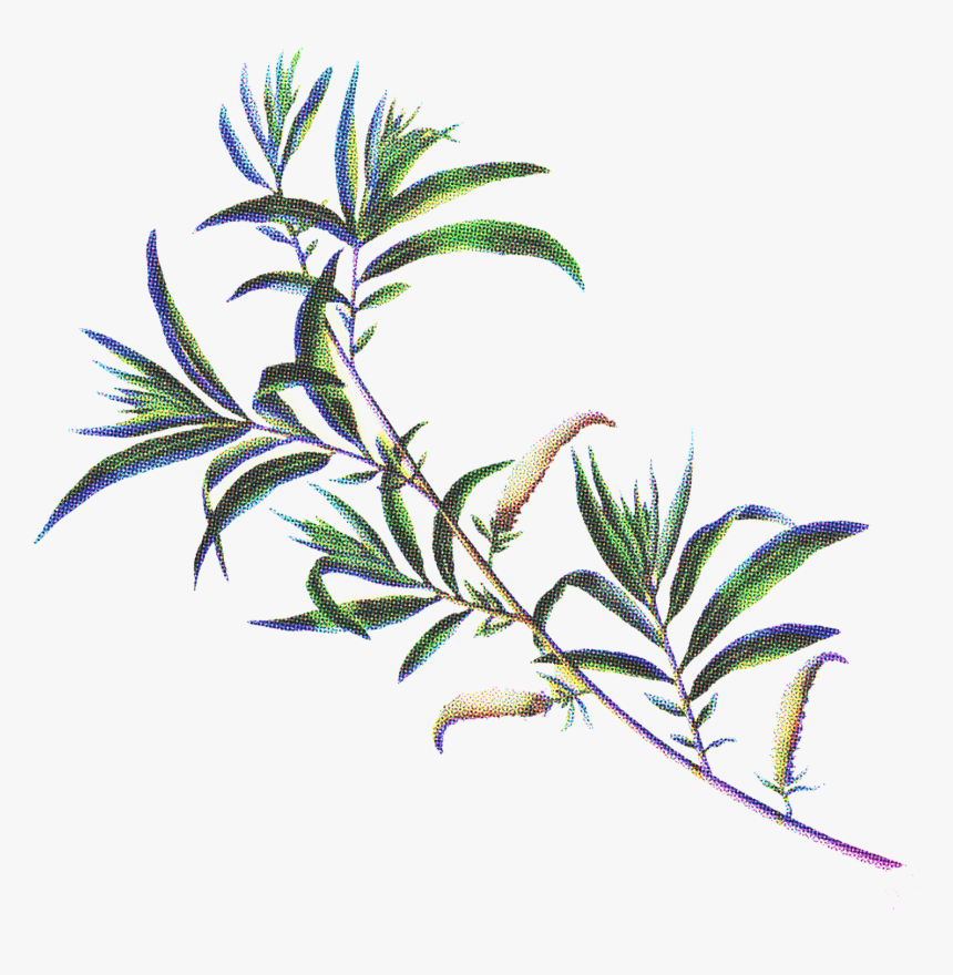 Herbaceous Plant, HD Png Download