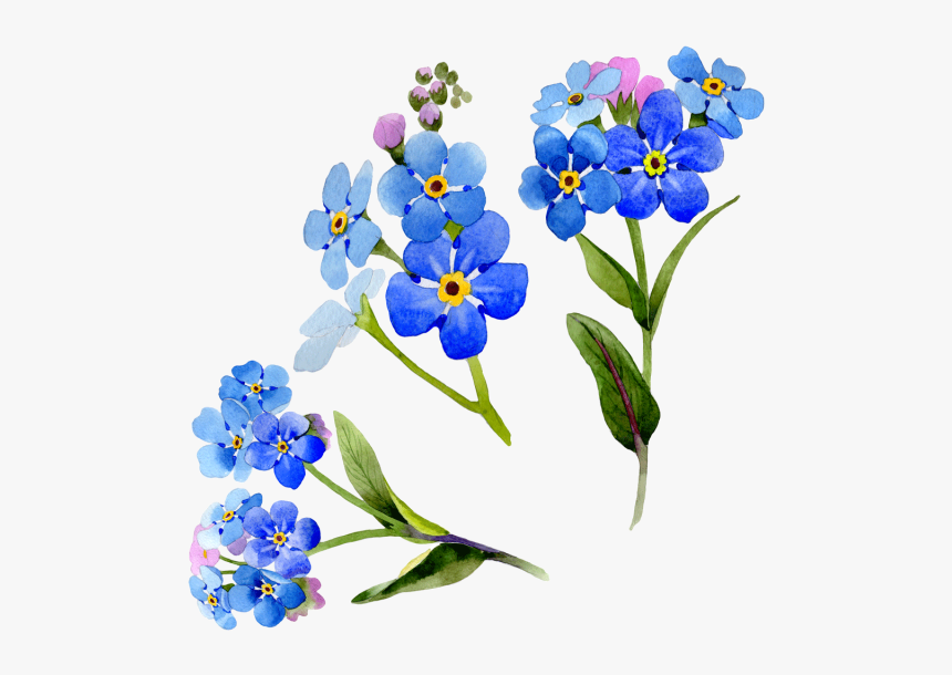 Wildflower Vector Watercolor - Myosotis Watercolors, HD Png Download