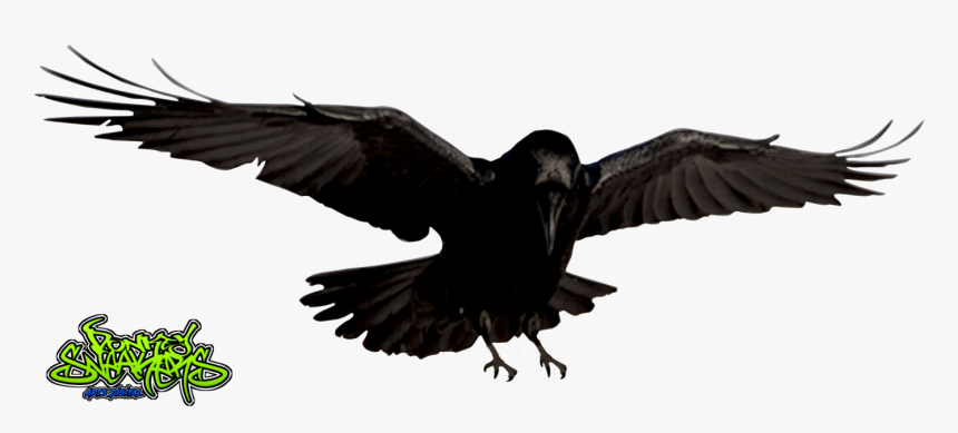 Raven Bird Png - Radiation Effects On Birds, Transparent Png