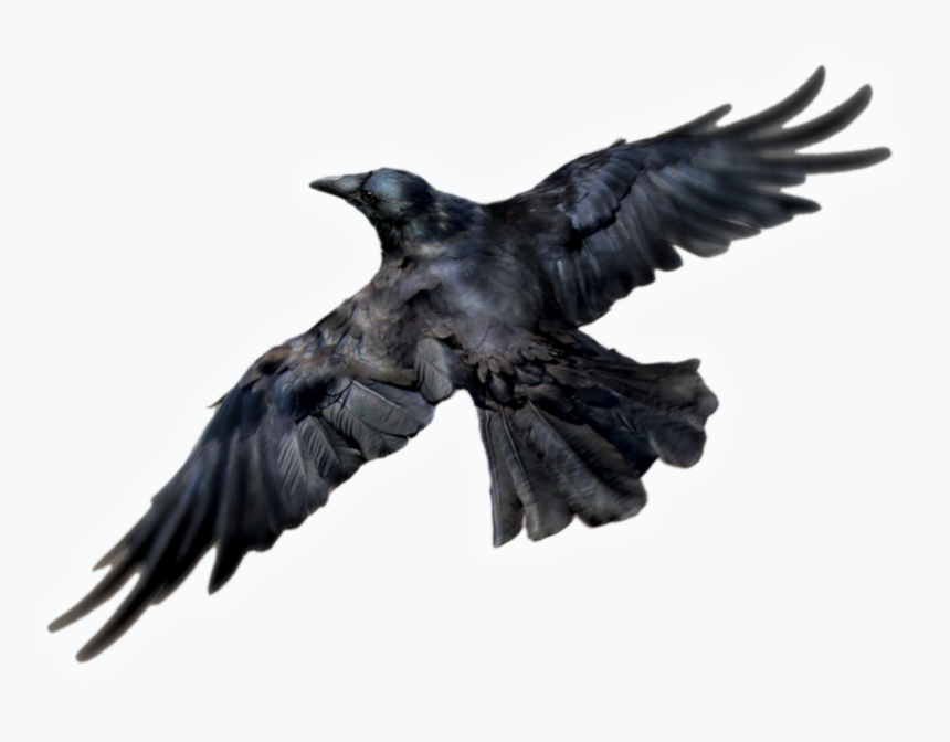 Raven Transparent Image - Raven Png, Png Download