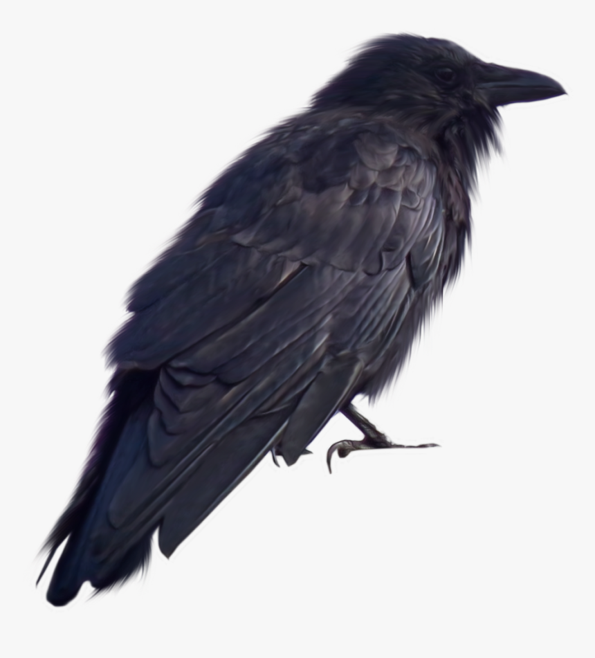 Crow Png Transparent - Crow Images For Photoshop, Png Download