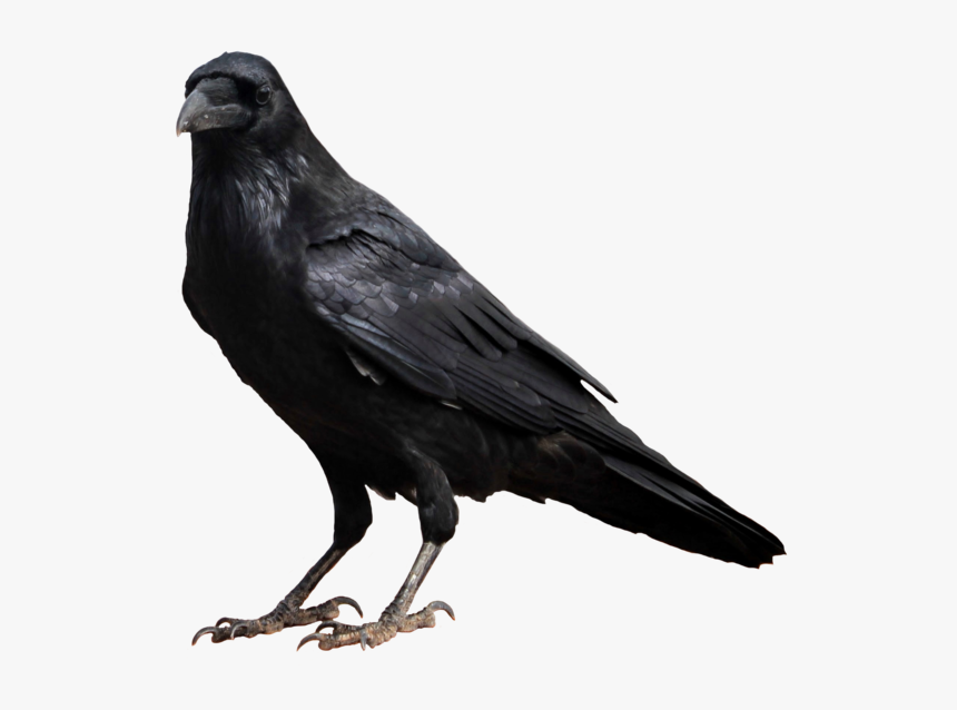 Crow Png High-quality Image - Transparent Background Raven Png, Png Download