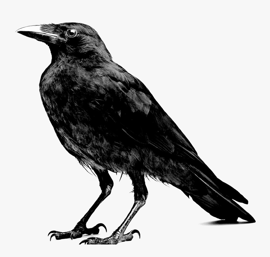 Crow Black And White, HD Png Download