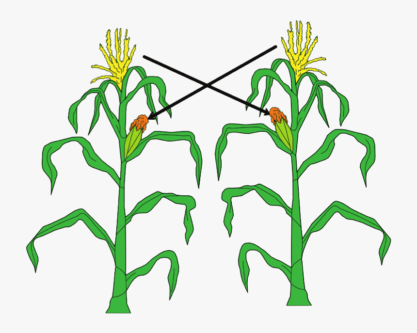 Cara Berkembang Biak Jagung, HD Png Download