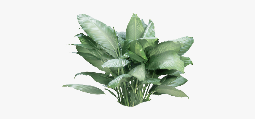 Vase, HD Png Download